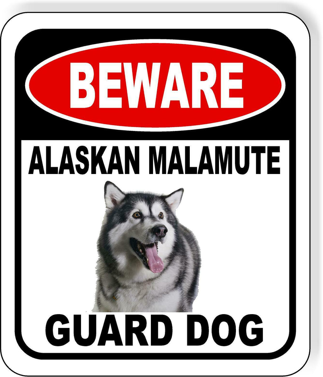 Malamute best sale guard dog