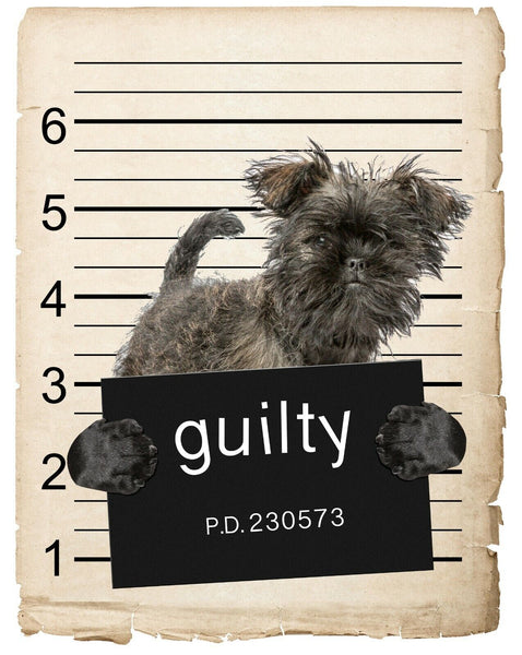 Affenpinsche Mugshot Bad Dog Fridge refrigerator Car Magnet Bumper Sticker