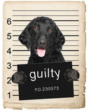 Curley coated retriever Mugshot Bad Dog Fridge refrigerator Car Magnet