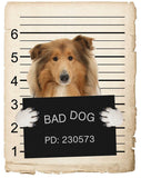 Collie Mugshot Bad Dog Fridge refrigerator Car Magnet
