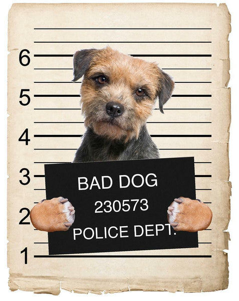Border Terrier Mugshot Bad Dog Fridge refrigerator Car Magnet