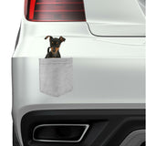 Miniature Pincher Dog in pocket Fridge Car Magnet Bumper Sticker App size 4"x7"