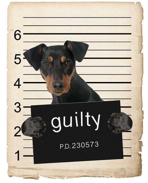 German Pinscher Mugshot Bad Dog Fridge refrigerator Car Magnet