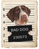 Pointers German Wirehaired Mugshot Bad Dog Fridge refrigerator Car Magnet