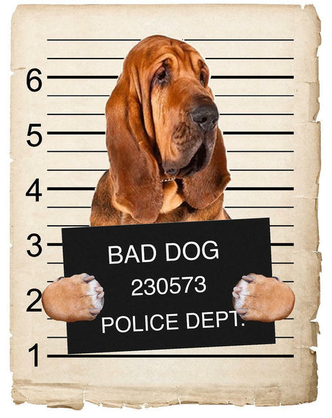 Bloodhound Mugshot Bad Dog Fridge refrigerator Car Magnet