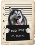 Alaskan Malamute Mugshot Bad Dog Fridge refrigerator Car Magnet Bumper Sticker