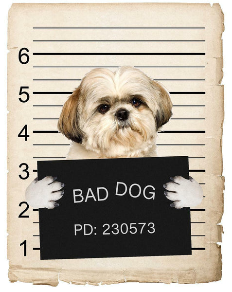 Shih Tzu Mugshot Bad Dog Fridge refrigerator Car Magnet
