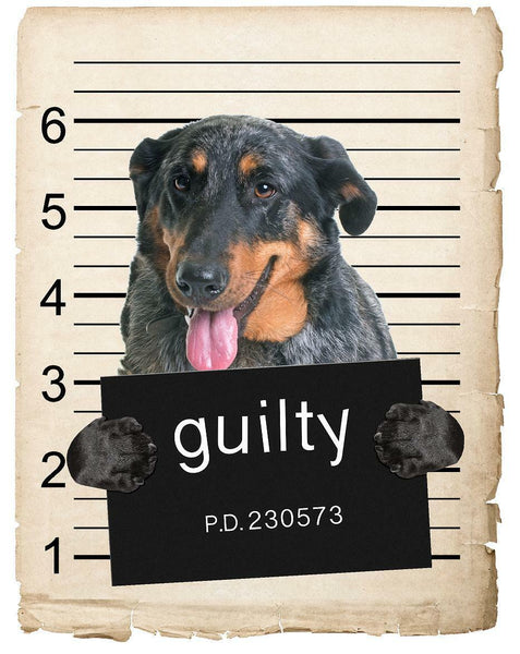 Beauceron Mugshot Bad Dog Fridge refrigerator Car Magnet Bumper Sticker
