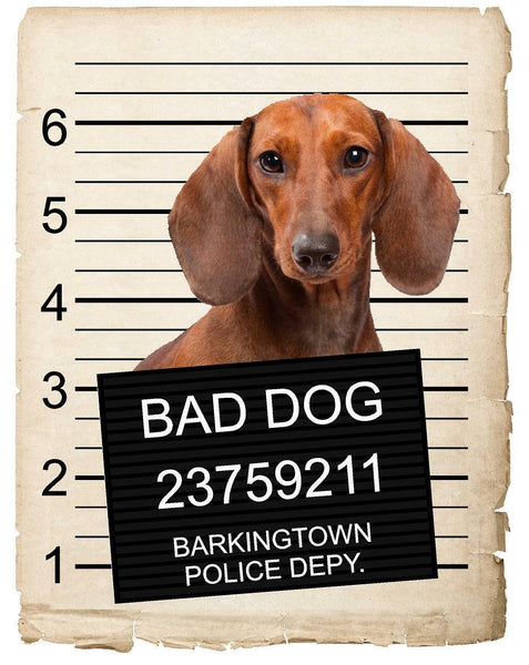 Dachshund Mugshot Bad Dog Fridge refrigerator Car Magnet