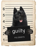 Schipperkes Mugshot Bad Dog Fridge refrigerator Car Magnet
