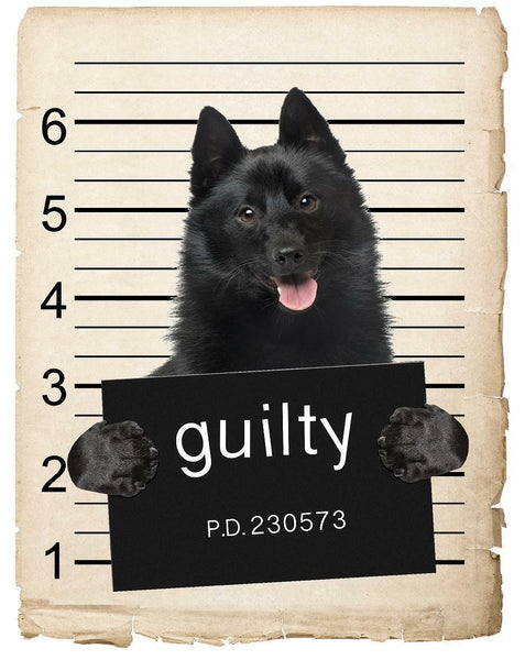 Schipperkes Mugshot Bad Dog Fridge refrigerator Car Magnet