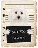 Bichon Frise Mugshot Bad Dog Fridge refrigerator Car Magnet