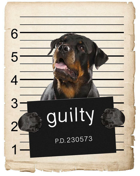 Rottweiler Mugshot Bad Dog Fridge refrigerator Car Magnet