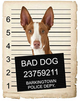 Ibizan Hound Mugshot Bad Dog Fridge refrigerator Car Magnet