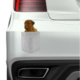 Dogues De Bordeaux Dog in pocket Fridge Car Magnet Bumper Sticker App size 4"x7"