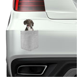 Spanish Water Spaniel in pocket Fridge Car Magnet Bumper Sticker App size 4"x7"
