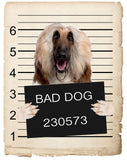 Afghan Hound Mugshot Bad Dog Fridge refrigerator Car Magnet Bumper Sticker