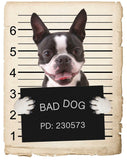 Boston Terrier Mugshot Bad Dog Fridge refrigerator Car Magnet