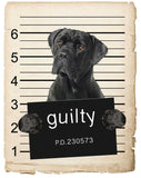 Cane Corso Mugshot Bad Dog Fridge refrigerator Car Magnet