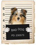 Shetland Sheepdog Mugshot Bad Dog Fridge refrigerator Car Magnet