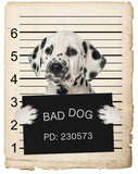 Dalmatian Mugshot Bad Dog Fridge refrigerator Car Magnet