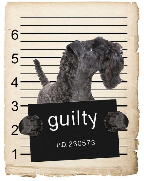 Kerry Blue Terrier Mugshot Bad Dog Fridge refrigerator Car Magnet