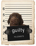 Flat coated retriever Mugshot Bad Dog Fridge refrigerator Car Magnet