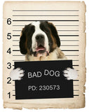 Saint Bernard Mugshot Bad Dog Fridge refrigerator Car Magnet