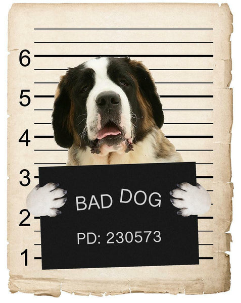 Saint Bernard Mugshot Bad Dog Fridge refrigerator Car Magnet