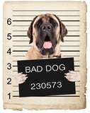 Mastiff Mugshot Bad Dog Fridge refrigerator Car Magnet