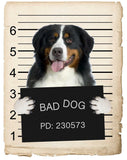 Bernese Mountain Dog Mugshot Bad Dog Fridge refrigerator Car Magnet