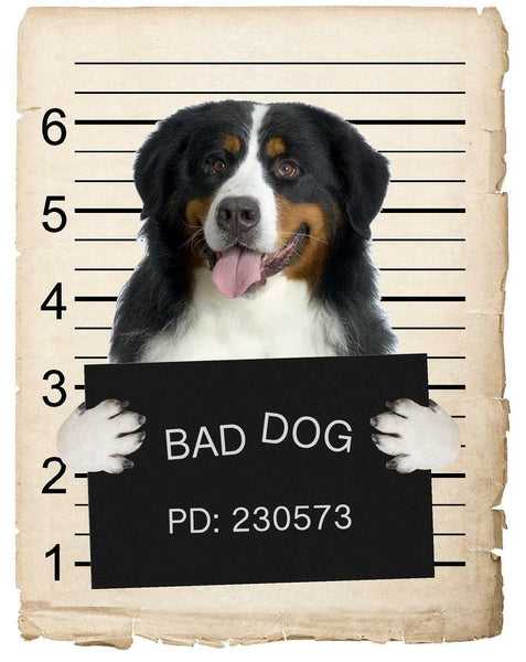 Bernese Mountain Dog Mugshot Bad Dog Fridge refrigerator Car Magnet