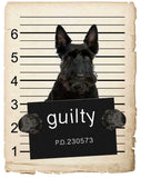 Scottish Terrier  Mugshot Bad Dog Fridge refrigerator Car Magnet