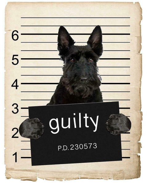 Scottish Terrier  Mugshot Bad Dog Fridge refrigerator Car Magnet