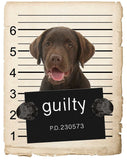 Chocolate Lab Mugshot Bad Dog Fridge refrigerator Car Magnet