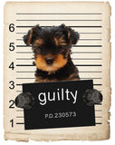 Yorkshire Terrier Mugshot Bad Dog Fridge refrigerator Car Magnet