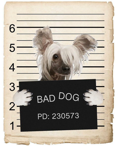 Chinese Crested Mugshot Bad Dog Fridge refrigerator Car Magnet