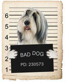 Bearded Collie Mugshot Bad Dog Fridge refrigerator Car Magnet Bumper Sticker
