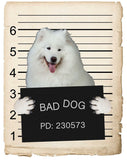 Samoyed Mugshot Bad Dog Fridge refrigerator Car Magnet