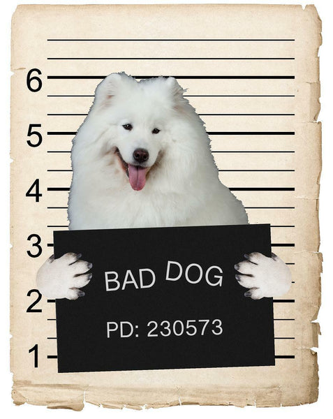 Samoyed Mugshot Bad Dog Fridge refrigerator Car Magnet