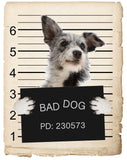 Australian Cattle Dog Mugshot Bad Dog Fridge refrigerator Car Magnet