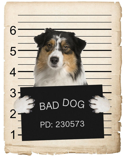 Australian Shepard Mugshot Bad Dog Fridge refrigerator Car Magnet