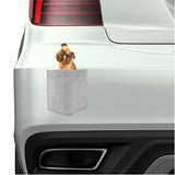 Brussels Griffon Dog in pocket Fridge Car Magnet Bumper Sticker App size 4"x7"