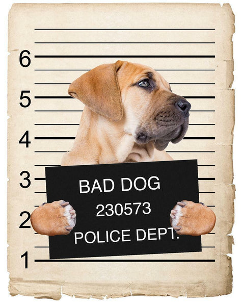 Boerboel Mugshot Bad Dog Fridge refrigerator Car Magnet