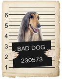 Afghan Hound Mugshot Bad Dog Fridge refrigerator Car Magnet Bumper Sticker