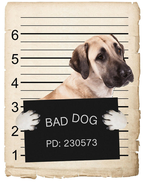 Anatolian Shepard Mugshot Bad Dog Fridge refrigerator Car Magnet