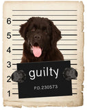 Newfoundland Mugshot Bad Dog Fridge refrigerator Car Magnet