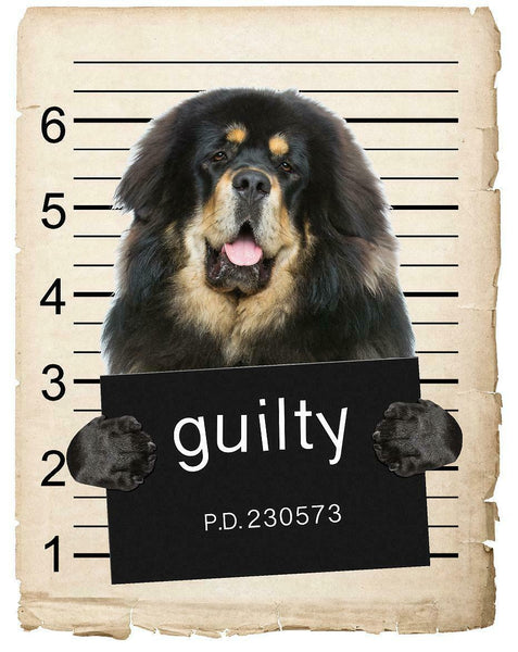 Tibetan Mastiff Mugshot Bad Dog Fridge refrigerator Car Magnet
