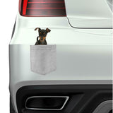 Miniature Pincher Dog in pocket Fridge Car Magnet Bumper Sticker App size 4"x7"