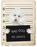 Poodle Mugshot Bad Dog Fridge refrigerator Car Magnet